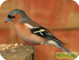 Fringilla coelebs