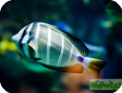 Zebrasoma veliferum