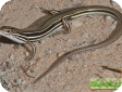 Ctenotus spaldingi