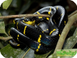 Boiga dendrophila