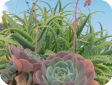 Echeveria