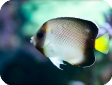 Apolemichthys xanthurus 
