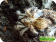 Ceratogyrus darlingi