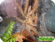 Poecilotheria rufilata  