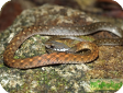 Rhabdophis chrysargos