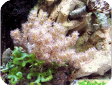 Lemnalia sp. 