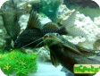 Synodontis eupterus