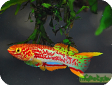Aphyosemion gardneri