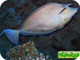 Naso unicornis 