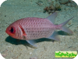 Myripristis hexagona 