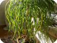 Beaucarnea
