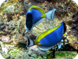 Acanthurus leucosternon
