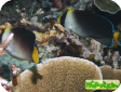 Chaetodontoplus mesoleucus 