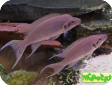 Neolamprologus brichardi