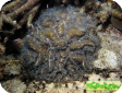 Symphyllia sp. 