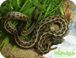 Thamnophis marcianus