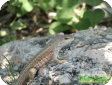 Leiocephalus schreibersi