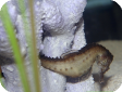 Hippocampus fuscus 