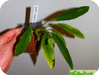 Anubias congensis