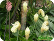 Veltheimia