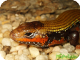 Mochlus fernandi