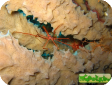 Stenorhynchus seticornis 