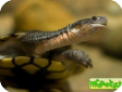 Chelodina rugosa