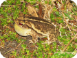 Bufo valliceps