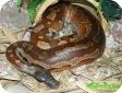 Python brongersmai