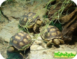 Geochelone sulcata