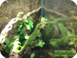 Anolis equestris