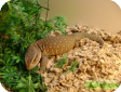 Varanus exanthematicus