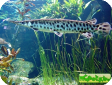 Lepisosteus oculatus
