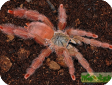 Tapinauchenius gigas