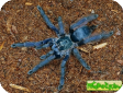 Tapinauchenius violaceus