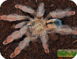Psalmopoeus pulcher.
