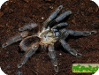 Psalmopoeus reduncus