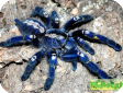 Poecilotheria metallica