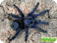 Avicularia purpurea