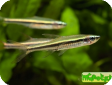 Rasbora gracilis