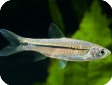Esomus metallicus