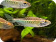 Arnoldichthys spilopterus