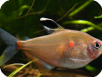 Hyphessobrycon socolofi