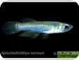 Aplocheilichthys normani