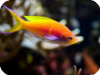 Pseudanthias (Mirolabrychthys) ignitus 