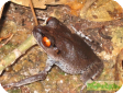 Leptobrachium hendricksoni