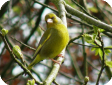 Carduelis chloris