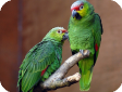 Amazona