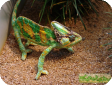Chamaeleo calyptratus