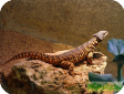Cordylus